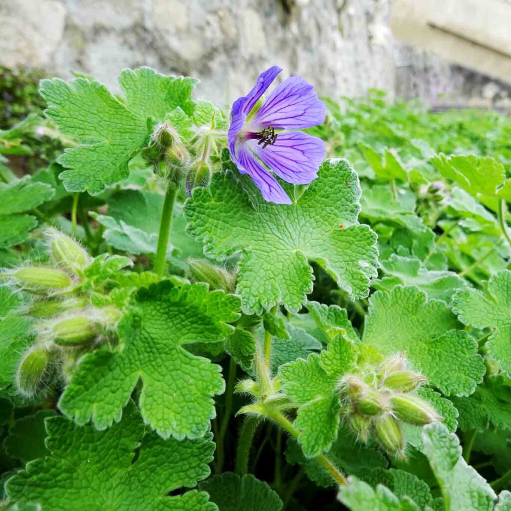 Blaues Storchenschnabelgewächs unbekannten Namens.