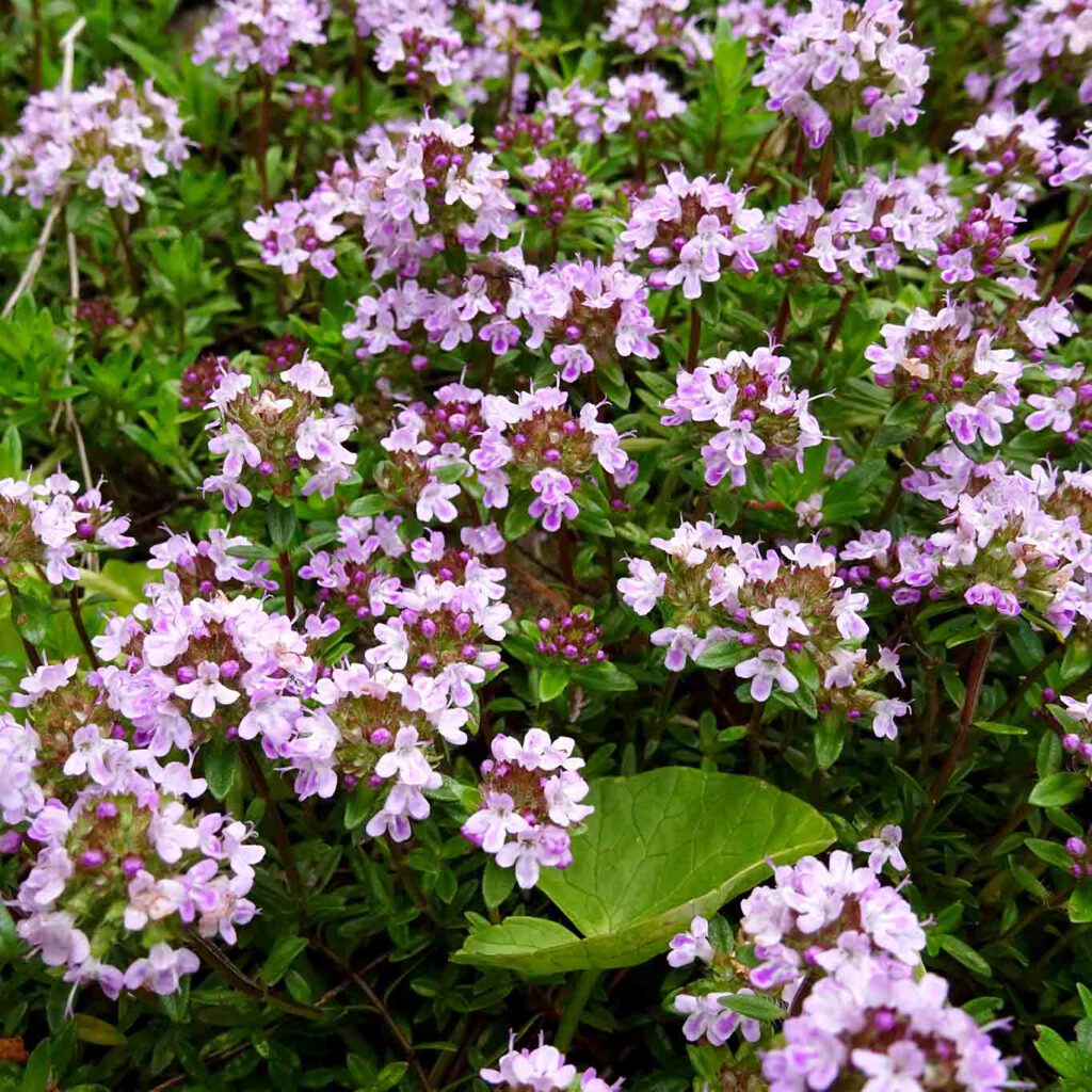 Üppiges Thymiankraut in seiner schönsten Blüte.