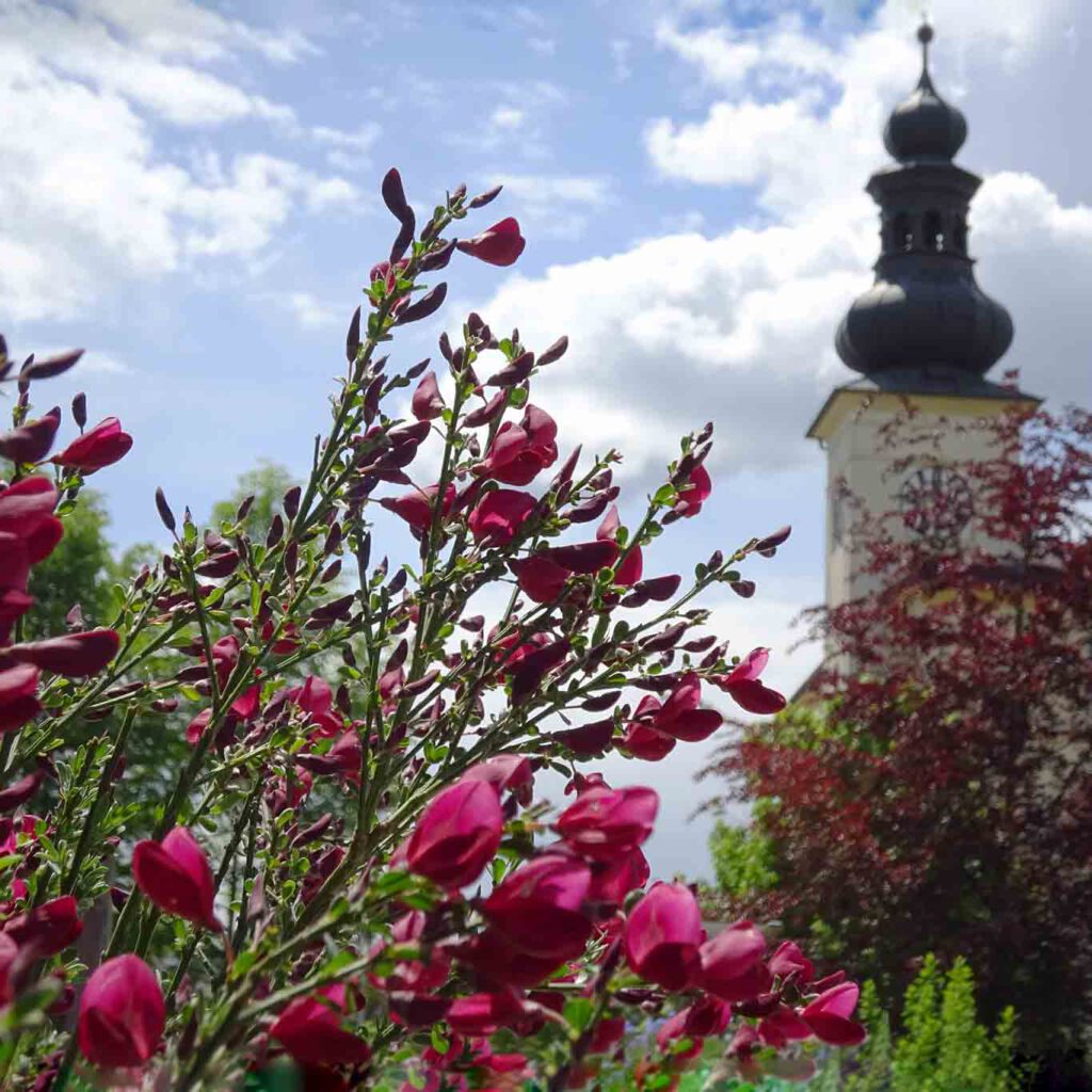 Zur Abwechslung einmal ein roter statt gelber Ginster.