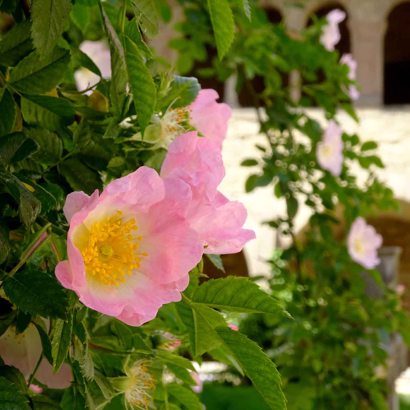 Sieben Tage im Juni dauert die Bl&uuml;te des tausendj&auml;hrigen Rosenstockes am Hildesheimer Dom.