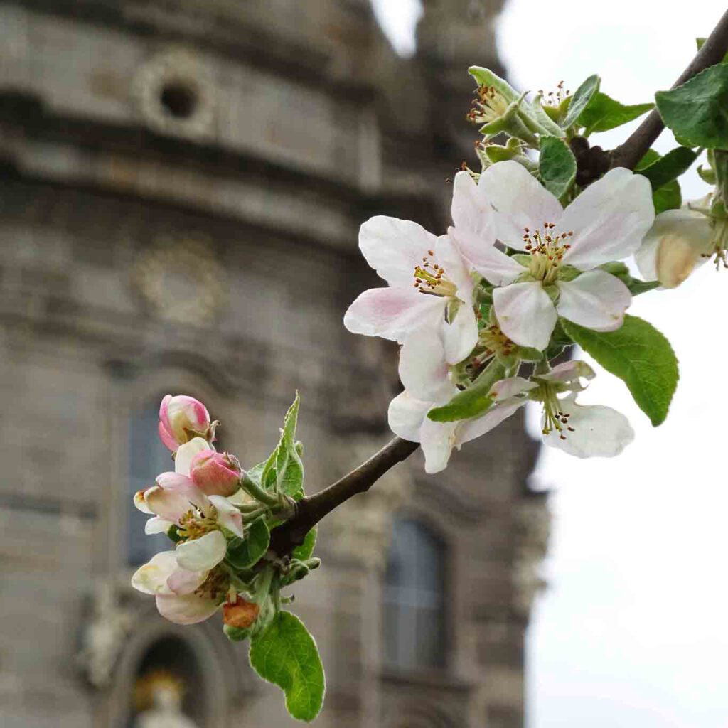 Der Apfelbaum schmückt mit Blüten im Frühling und verwöhnt im Herbst mit Früchten.