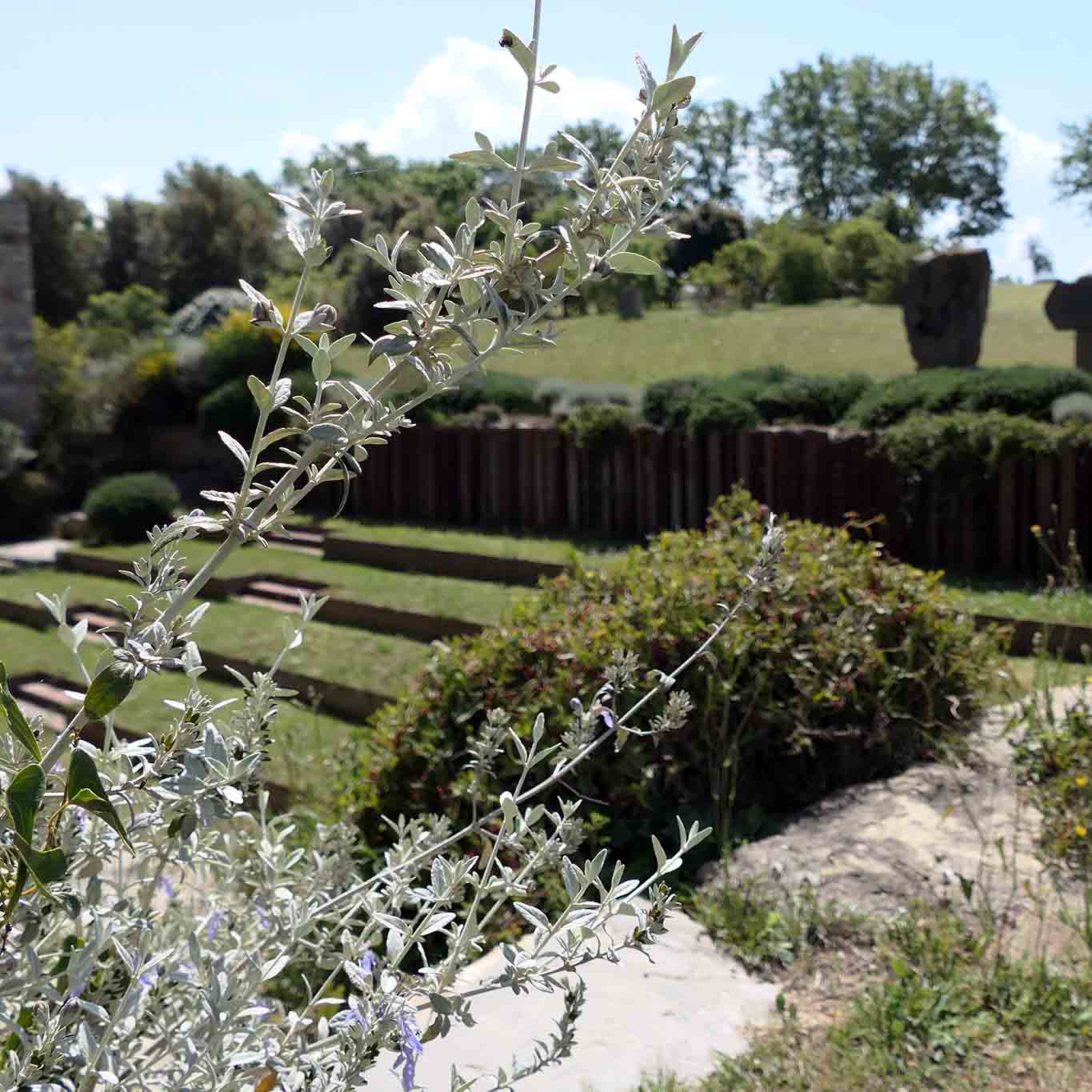 Monastero di Siloe, Klostergarten: Composition Treppe Oliven Lavendel