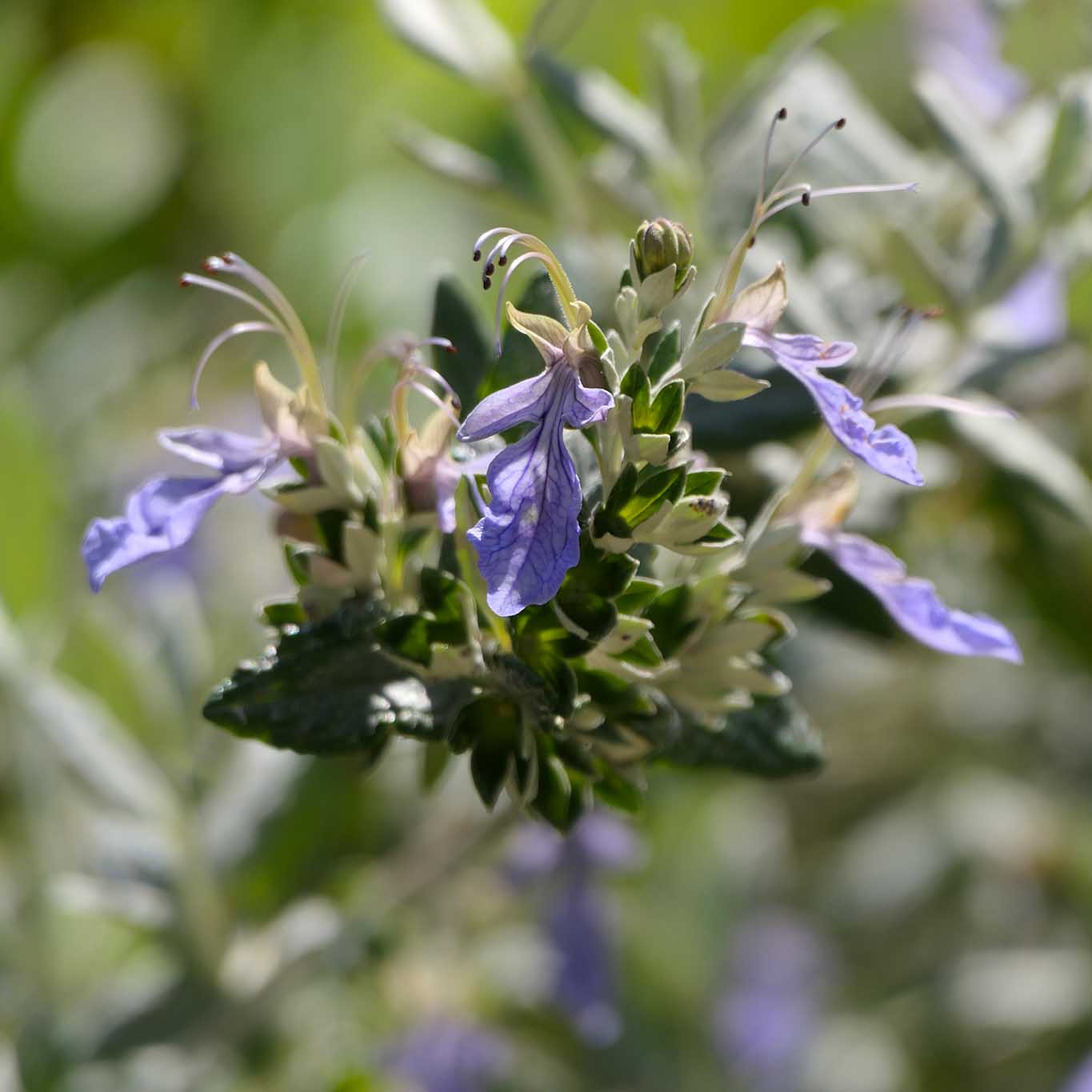 Monastero di Siloe, Klostergarten: Desert-Lavendel mit Blüten unter der Sonne.