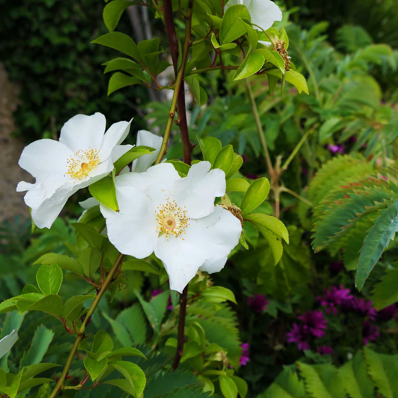 Jardin du Monastère de Cimiez, Klostergarten, Hundsrosen weiss