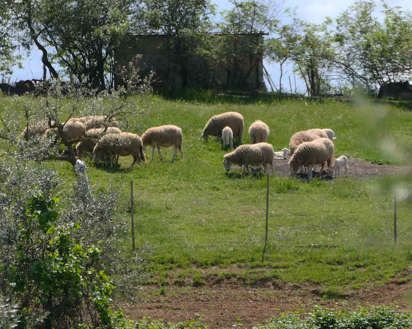 Monastero di Siloe, Klostergarten: Schafe sind friedliche Nachbarn der Mönchsgemeinde.