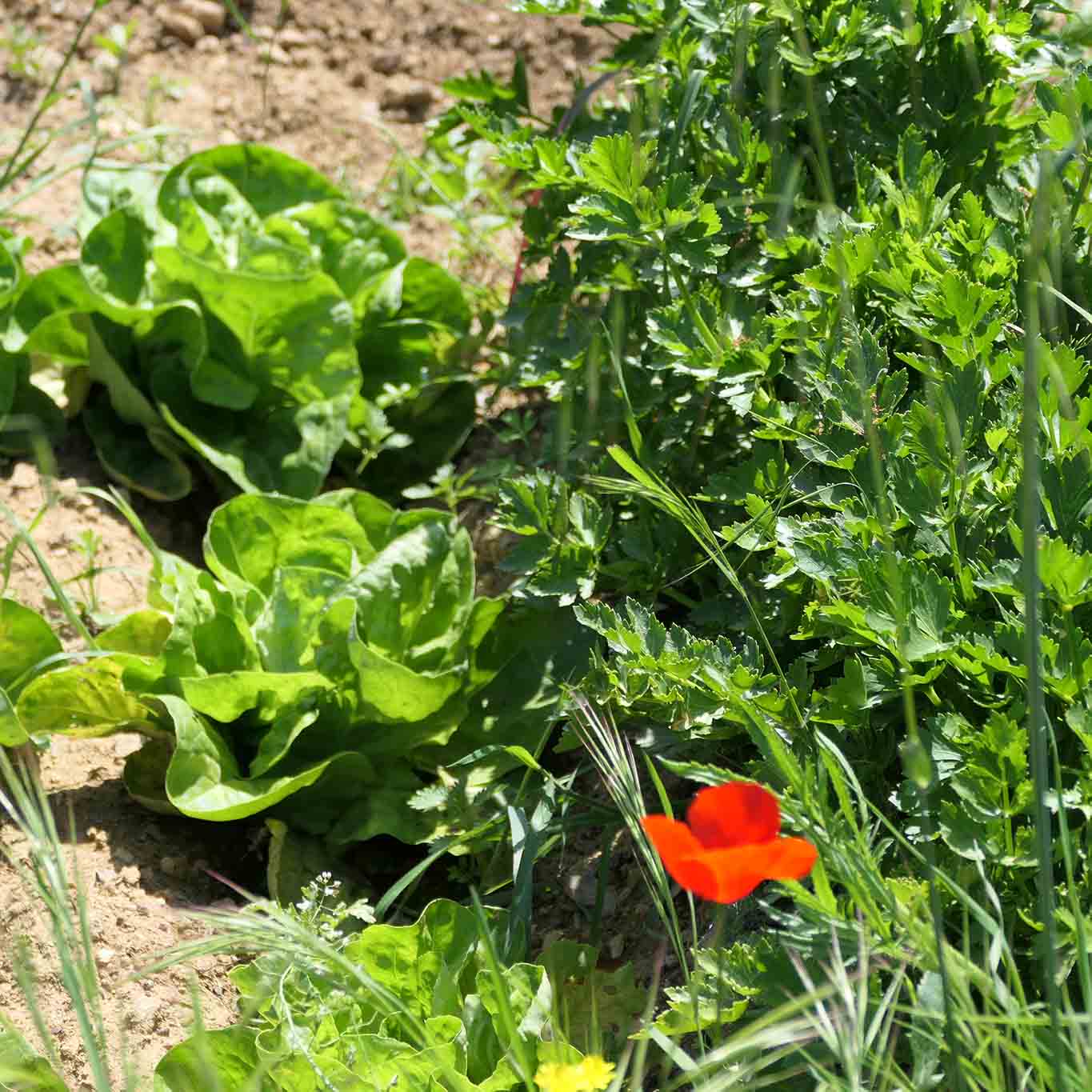 Monastero di Siloe, Klostergarten: Gemüsebeet - da habt ihr den Salat! Insalato.