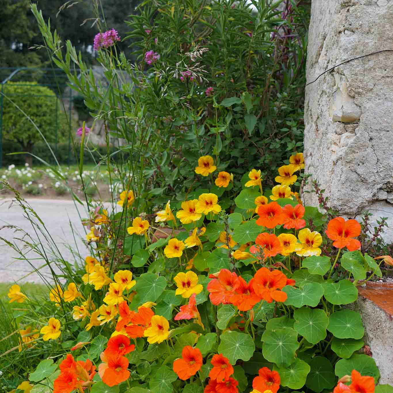 Jardin du Monastère de Cimiez, Klostergarten, Kapuzinerkresse blühend