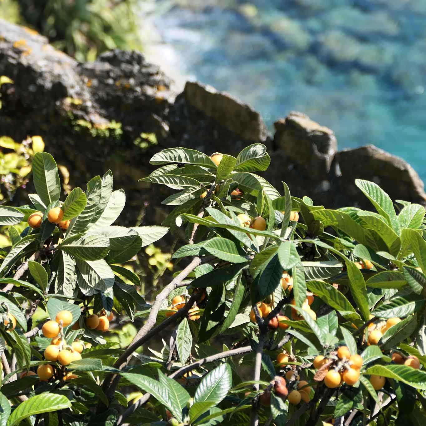 Süsse gelbe Früchte frisch vom Baum gepflückt. Das gibt es nur in Monterosso.