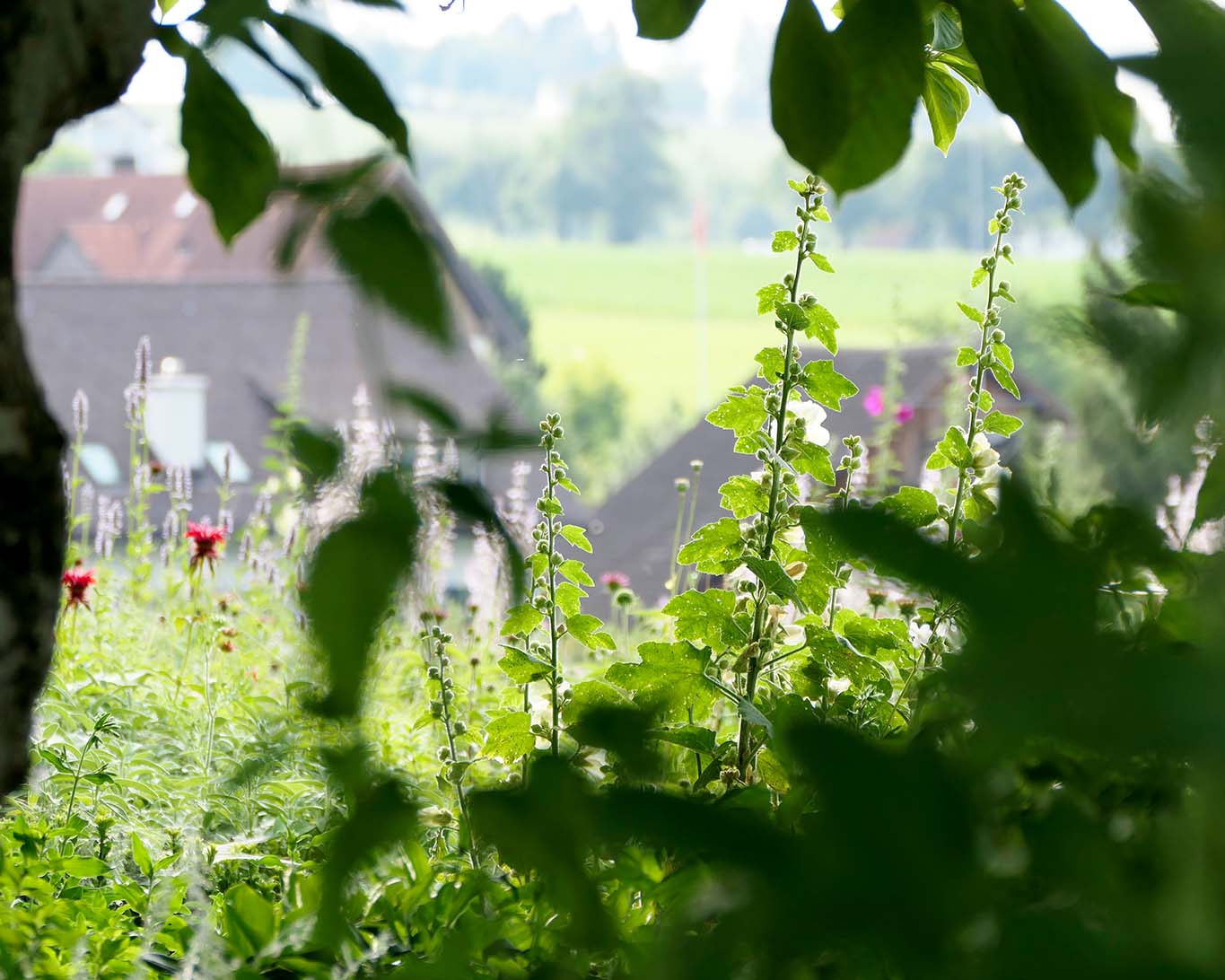 Ab durch die Hecke im Klostergarten mit Blick auf das kleine Dorf Kappel am Albis