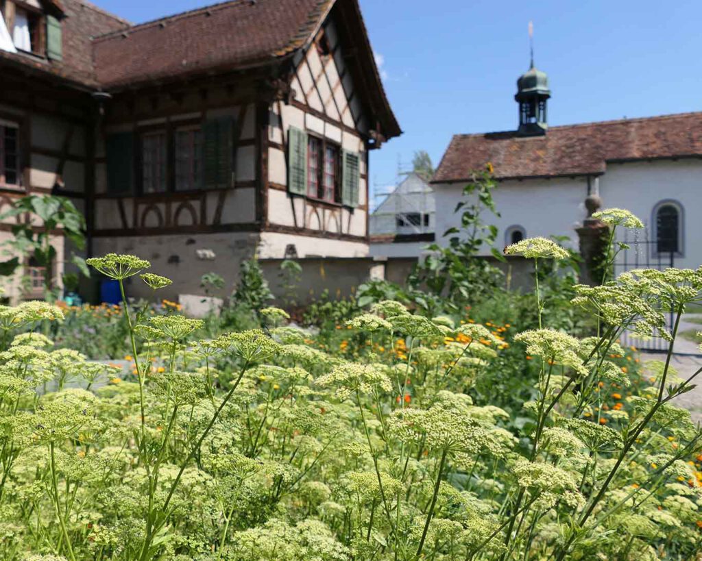 Fenchel und Kümmel sind wichtige Kräuter für die Küche der Nonnen im Benediktinerinnenkloster Fahr. Deshalb wachsen sie so üppig in ihrem Klostergarten.