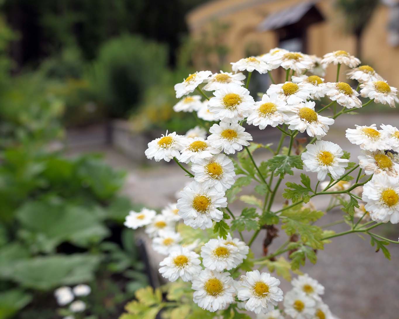 Frauenminze im Klostergarten Freiburg St. Lioba