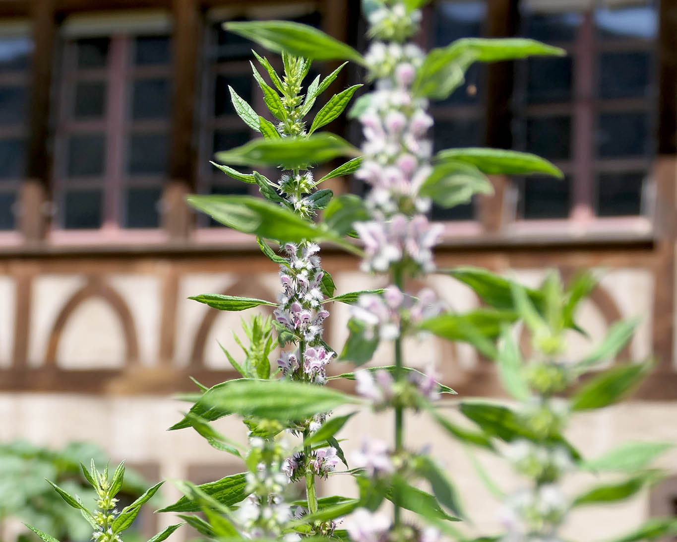 Herzgespann im Klostergarten der Benediktinerinnen zu Fahr am Limmatufer.