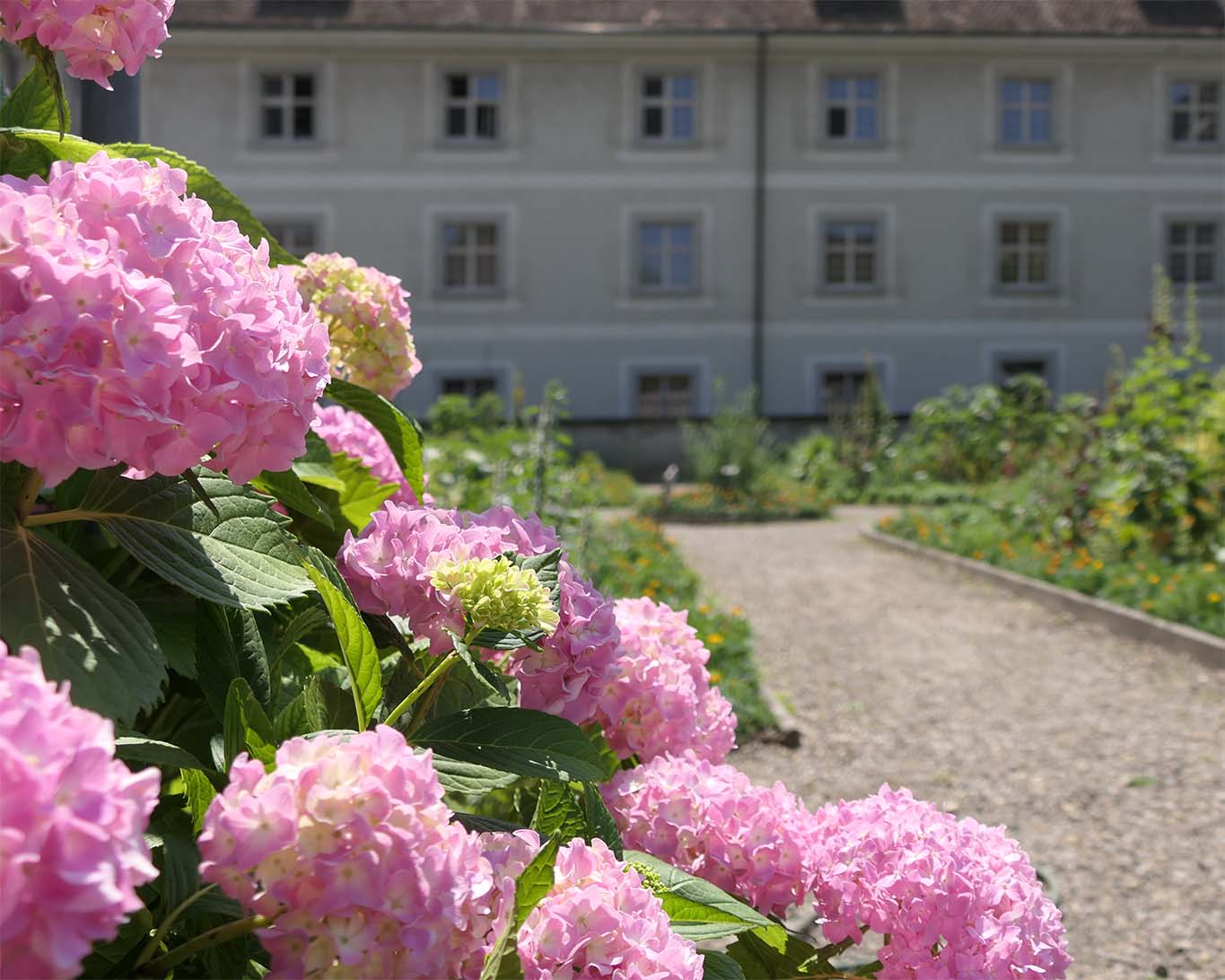 Prachtvolle Hortensienbüsche schmücken den Klostergarten der Benediktinerinnen zu Fahr bei Zuerich.