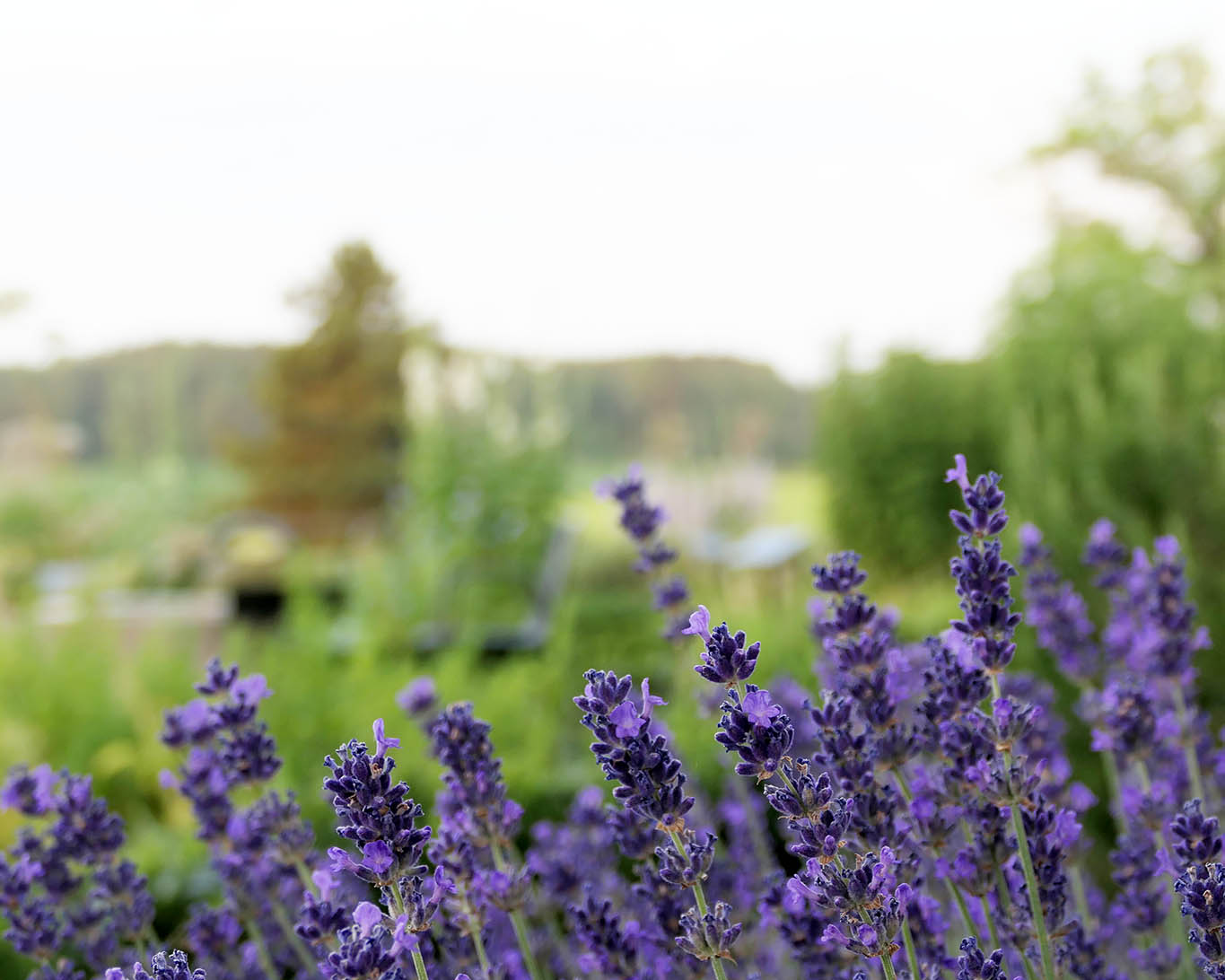 Zarte Lavendelblüten im Heilkräutergarten Kloster Kappel.