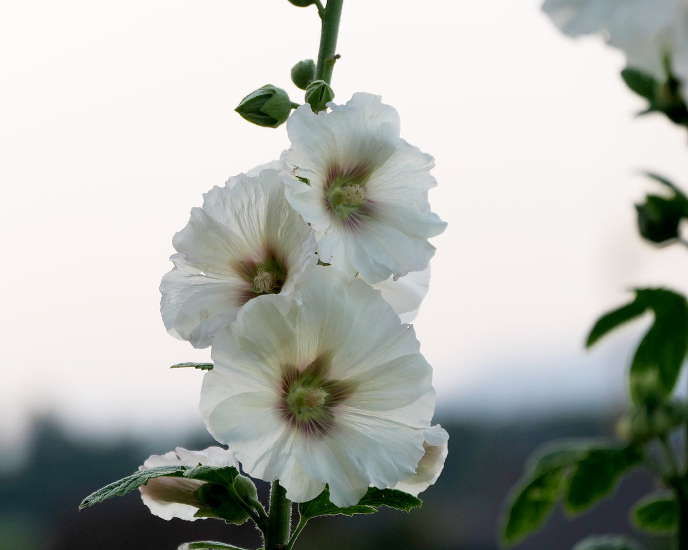 Weisse Malven vor dem hellen Abendhimmel im Klostergarten.