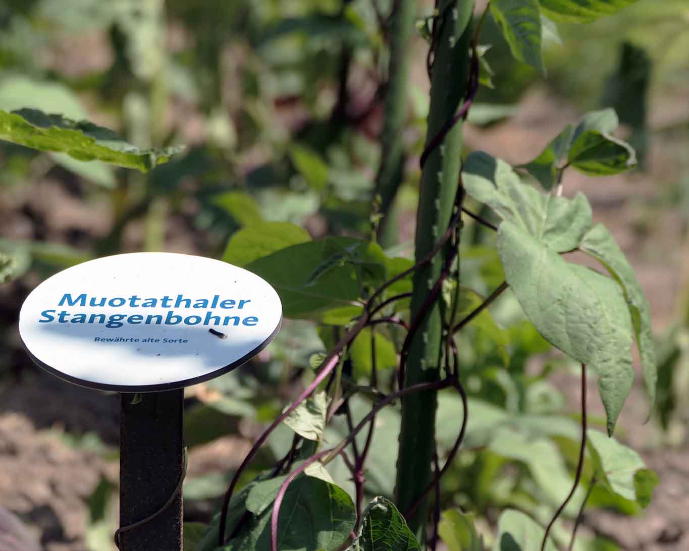 Muothaler Stangenbohnen züchten die Benediktinerinnen des Klosters Fahr in ihrem Garten als Erinnerung an die Heimat und die alten Zeiten.