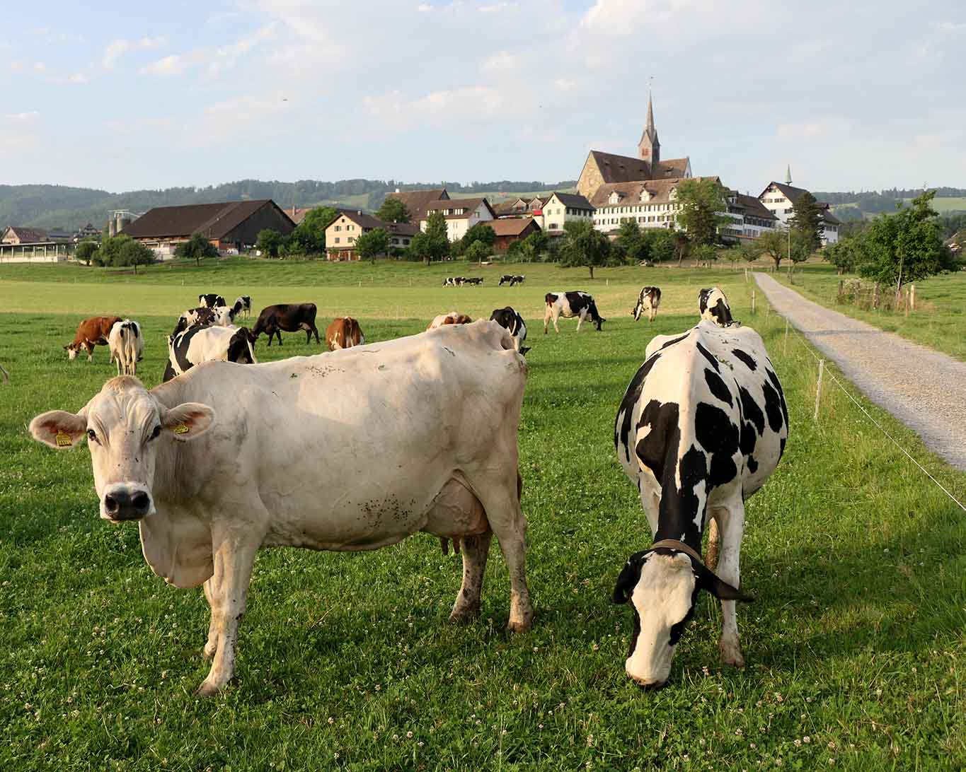 Die Luft auf dem Albis ist so gut, weil die Kühe sie atmen.