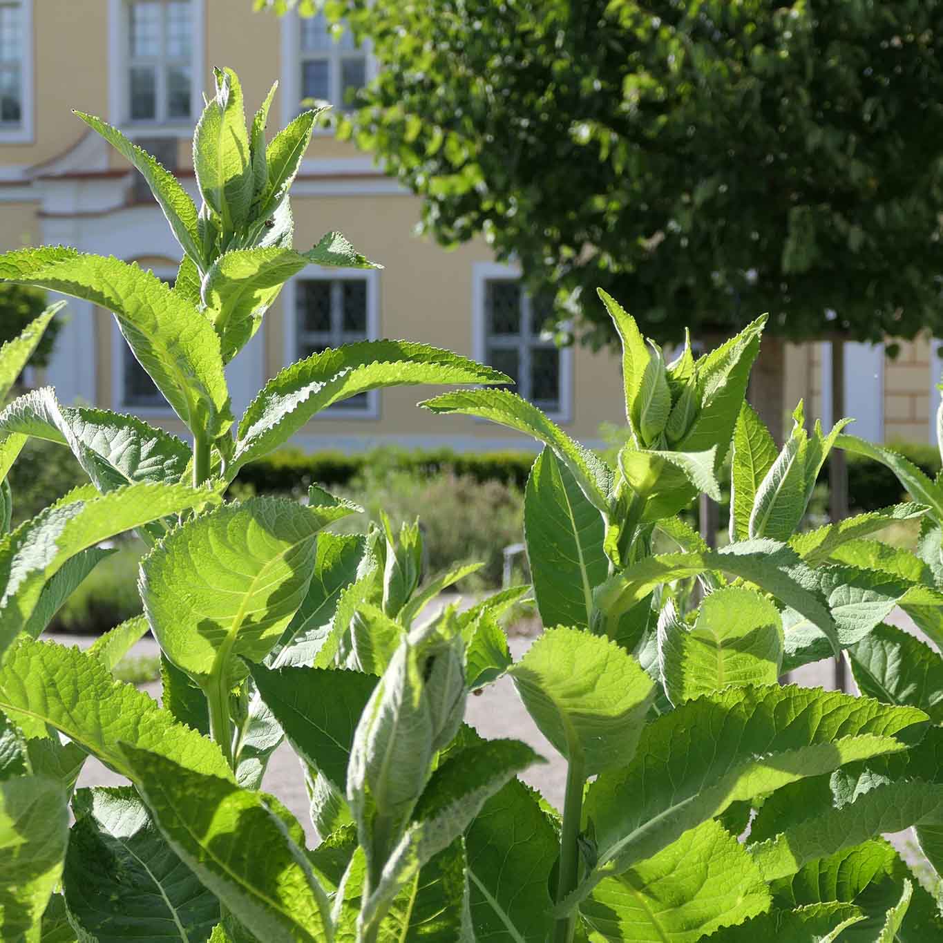 Alant ist eine sehr alte Medizinalpflanze. Noch schiebt er seine Knospen.