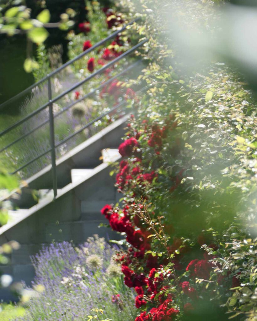 Rosen zieren den Terrassengarten im Kloster Roggenburg.