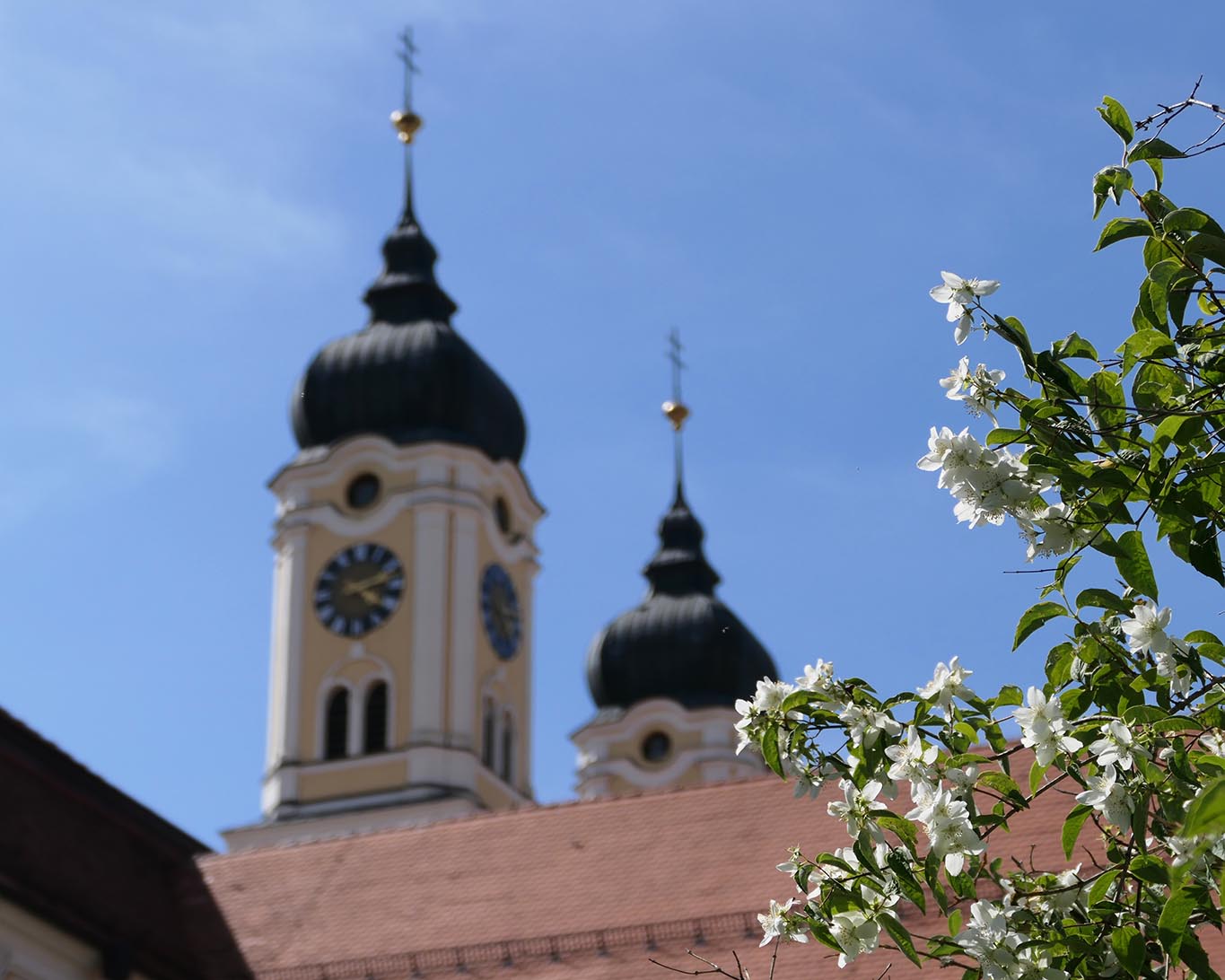 Gartenjasmin mit den Türmen der Abteikirche von Kloster Roggenburg