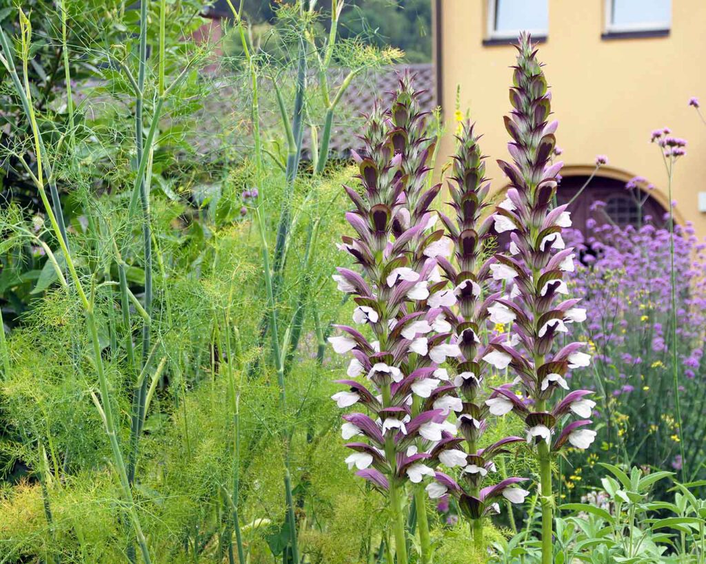 Blühender wahrer Bärenklau im Klostergarten St. Lioba in Freiburg