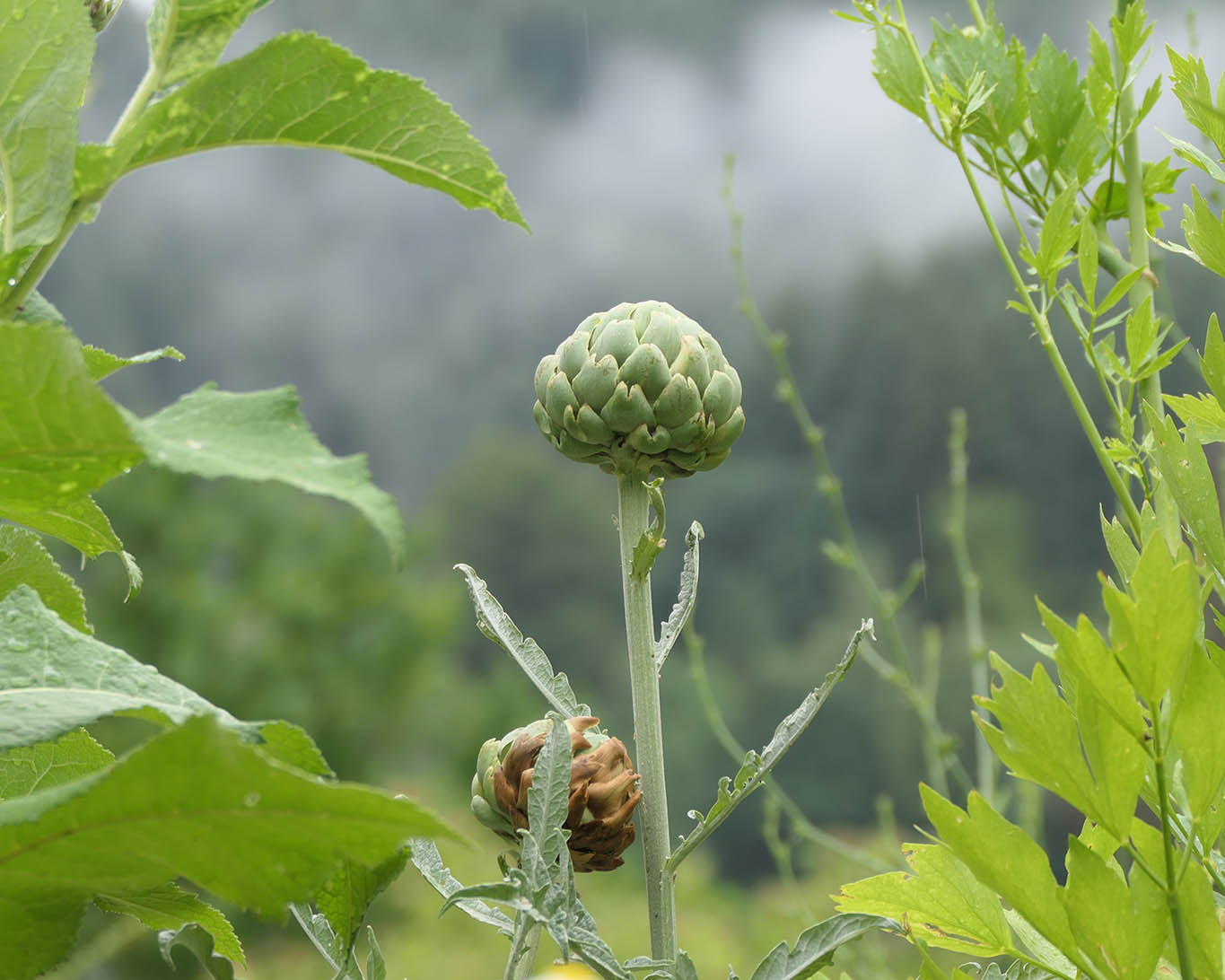 Artischockenblüte am Rande des Schwarzwaldes