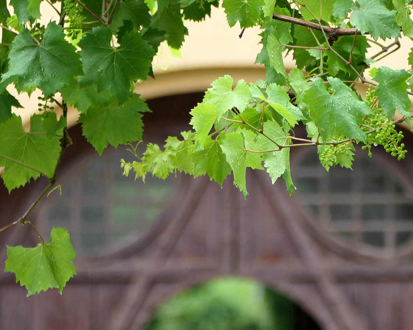 Weinstöcke gehören in den klassischen Klostergarten