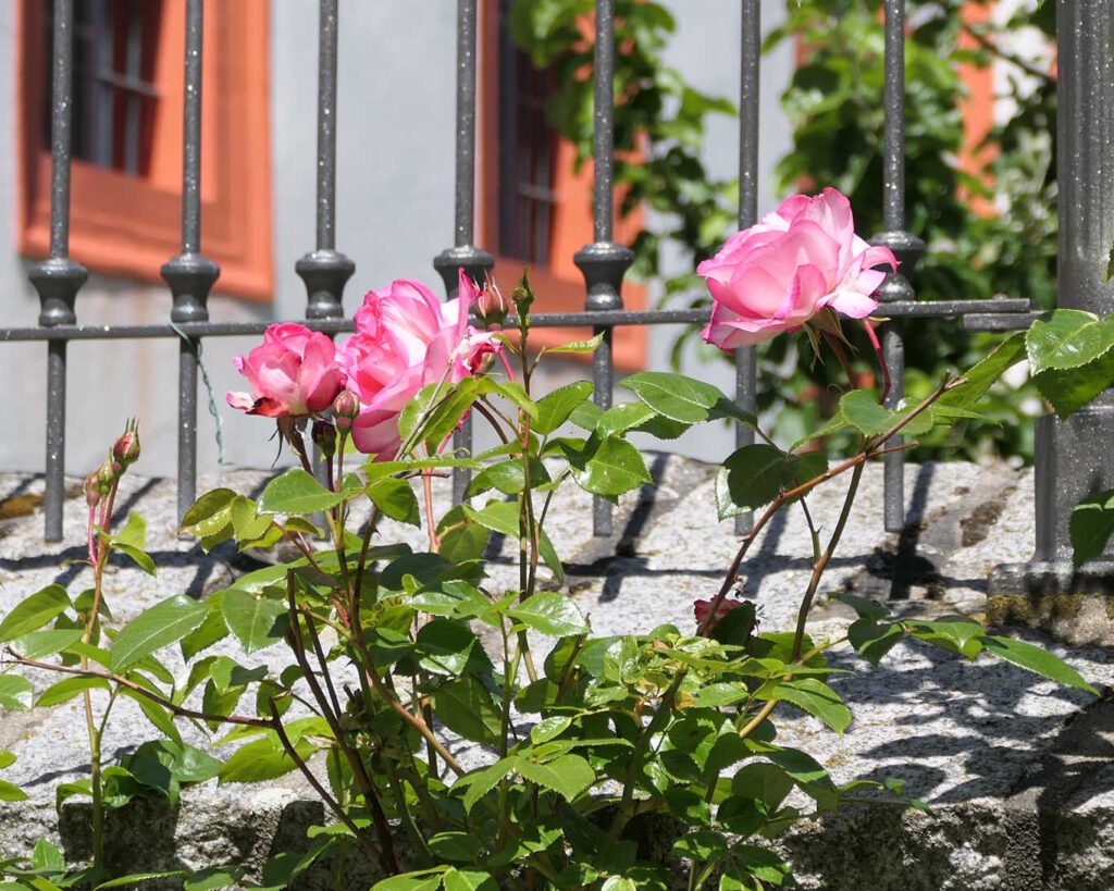 Rosen die Blume Mariens im Klostergarten bei den Zisterzienserinnen St. Marienstern in Panschwitz Kuckau