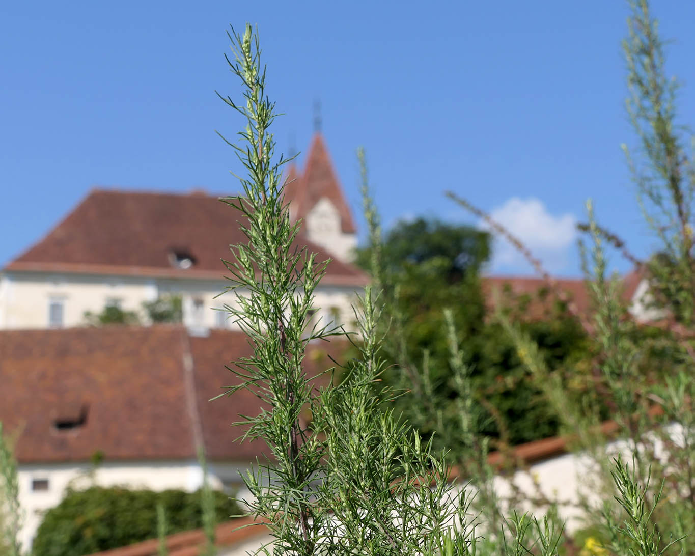 Eberraute im Kräutergarten mit Blick auf das Benediktinerstift St. Paul im Lavanttal.
