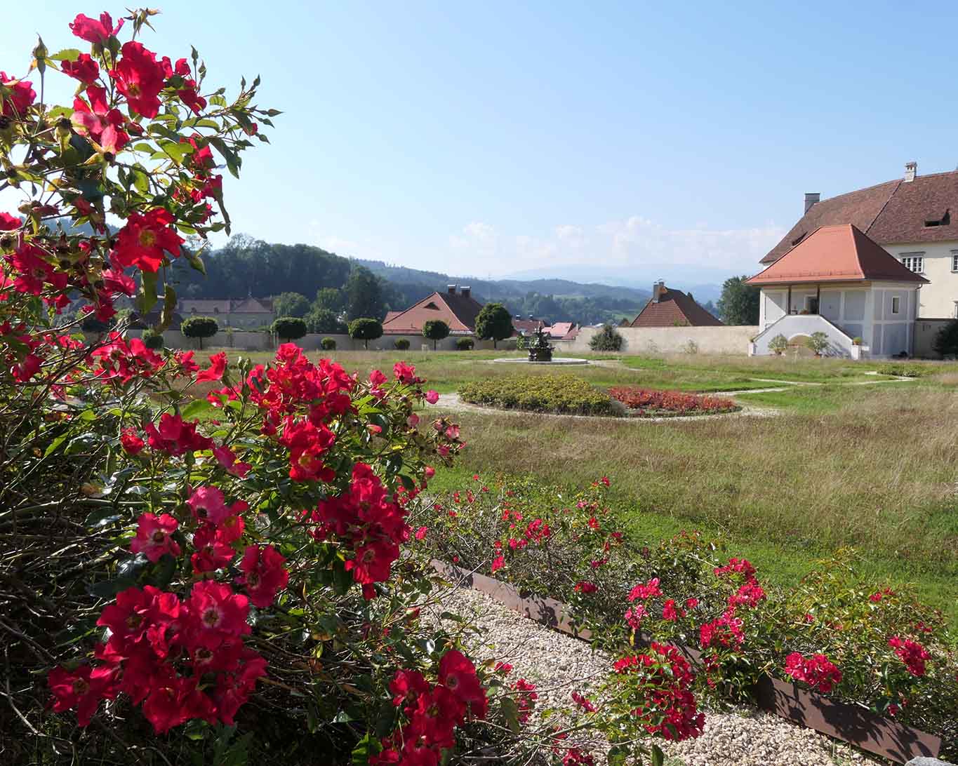 Die Rosen am südlichen Hang blühen zwischen all den Unkräutern im ungepflegten Barockgarten des Stifts St. Paul im Lavanttal.