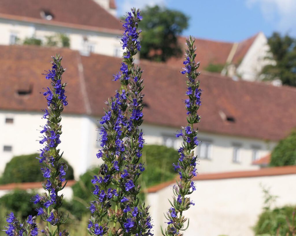 Ysop im Kräutergarten des Klostergartens vom Stift St. Paul im Lanttal.