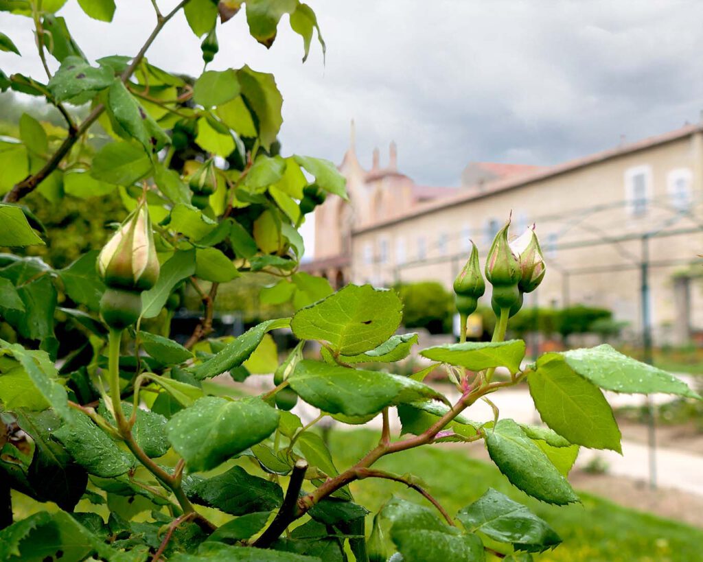 Weisse Rosen im Regen im Klostergarten von Cimiez bei Nizza.