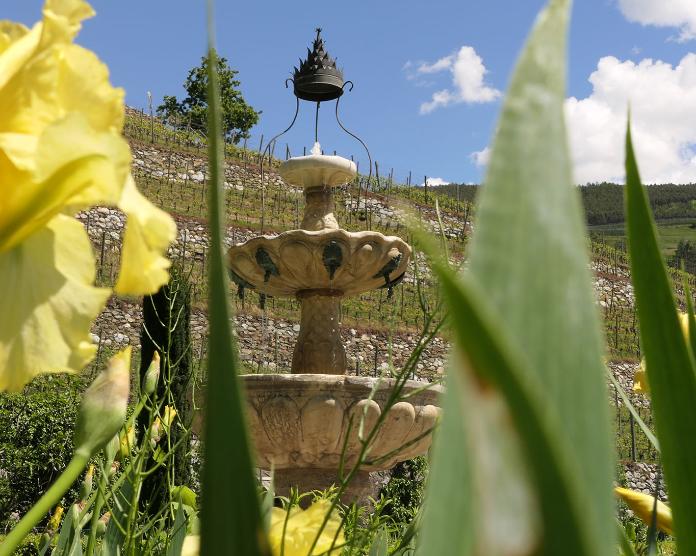 Brunnen vor Weinberg mit Lilien und Frühlingshimmel