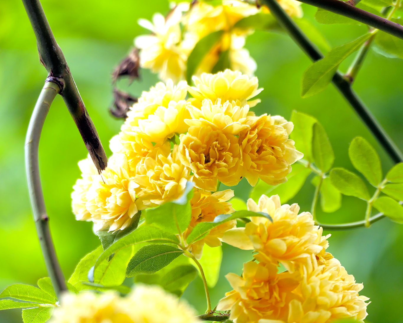 Meraner Röschen sind Schwester Martinas Lieblingsblumen.