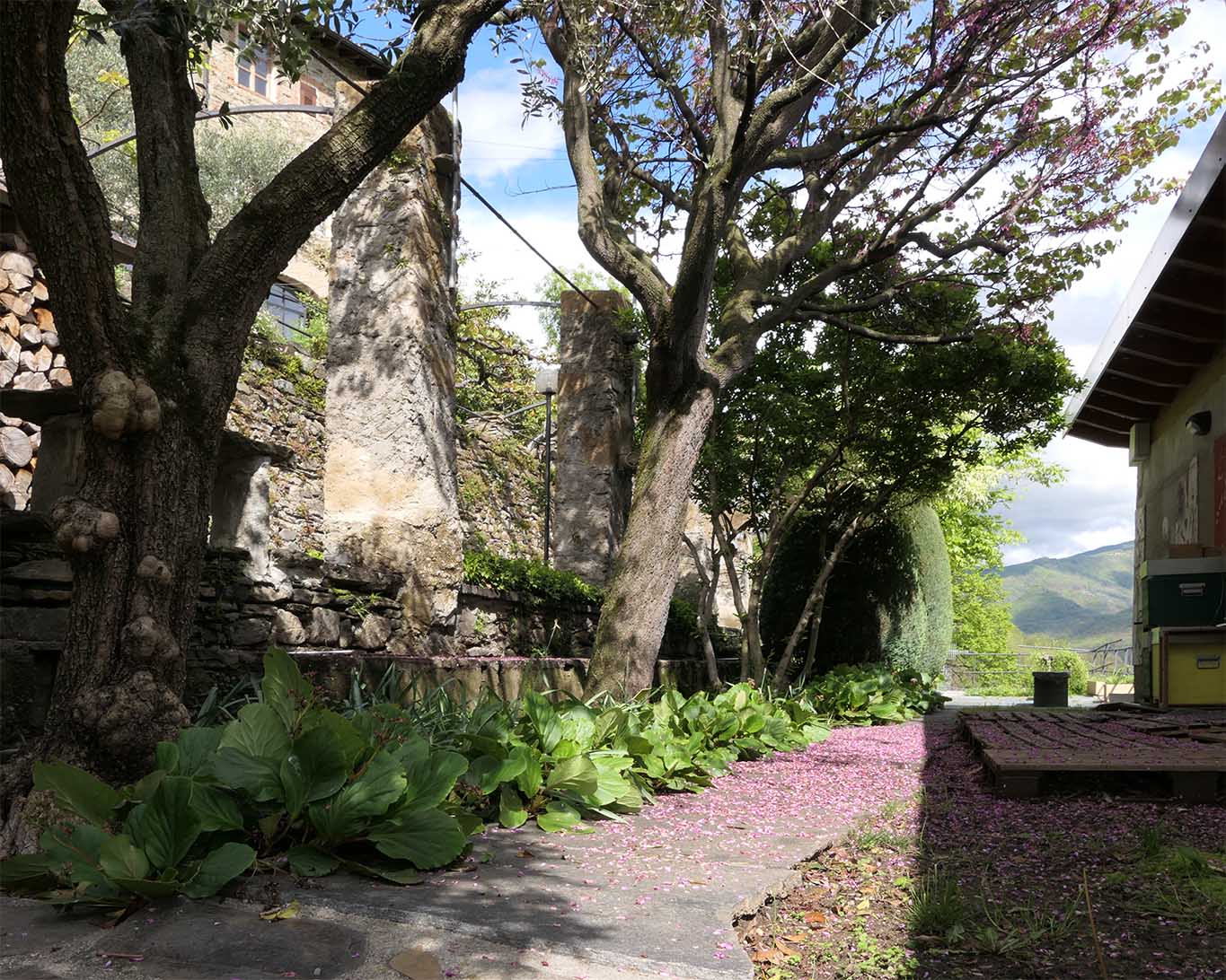 Blütenblätter liegen da wie hingestreut in den Laubengängen des Convento del Bigorio.