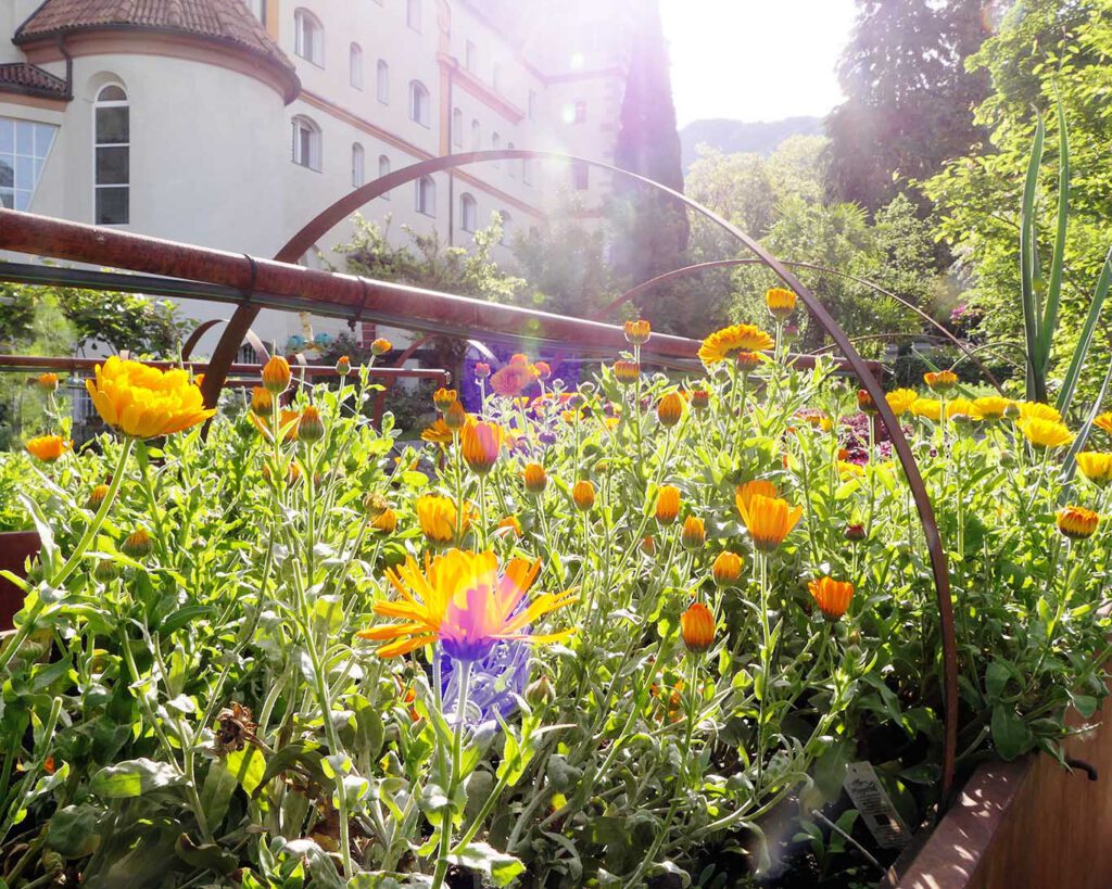Im Gegenlicht sind die Ringelblumen auch attraktive Bewohnerinnen des Klostergartens.