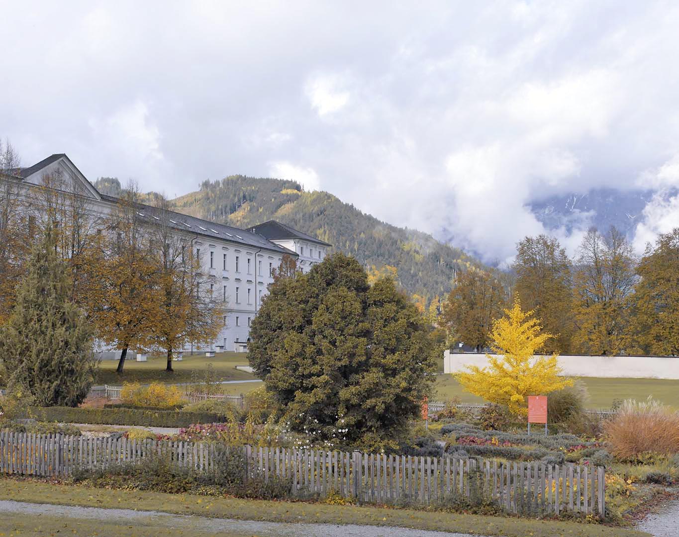 Leuchtendes Gelb des Ginkgo-Bäumchen im Kräutergarten des Klostergartens im Benediktinerstift Admont.