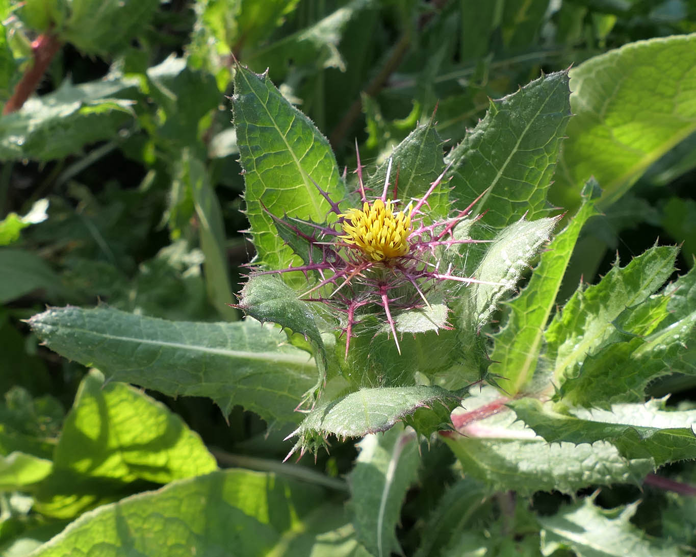 Benediktenkraut im Klostergarten von Benediktbeuern in Bayern.