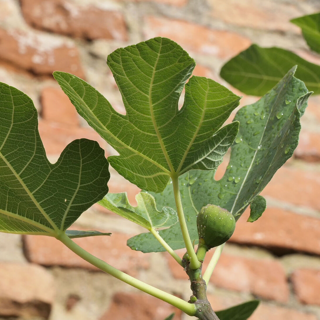 Feige mit Frucht und Blatt vor der Klosermauer auf Stift Göttweig.