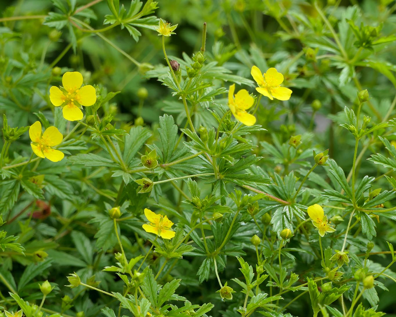 Blutwurz im Kräutergarten des Klosters Lorsch.