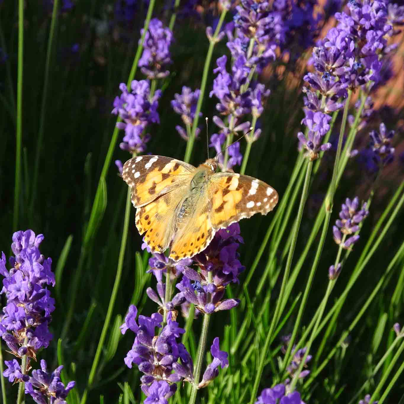 Lavendel mit Falter im Garten des Klosters Lüne.
