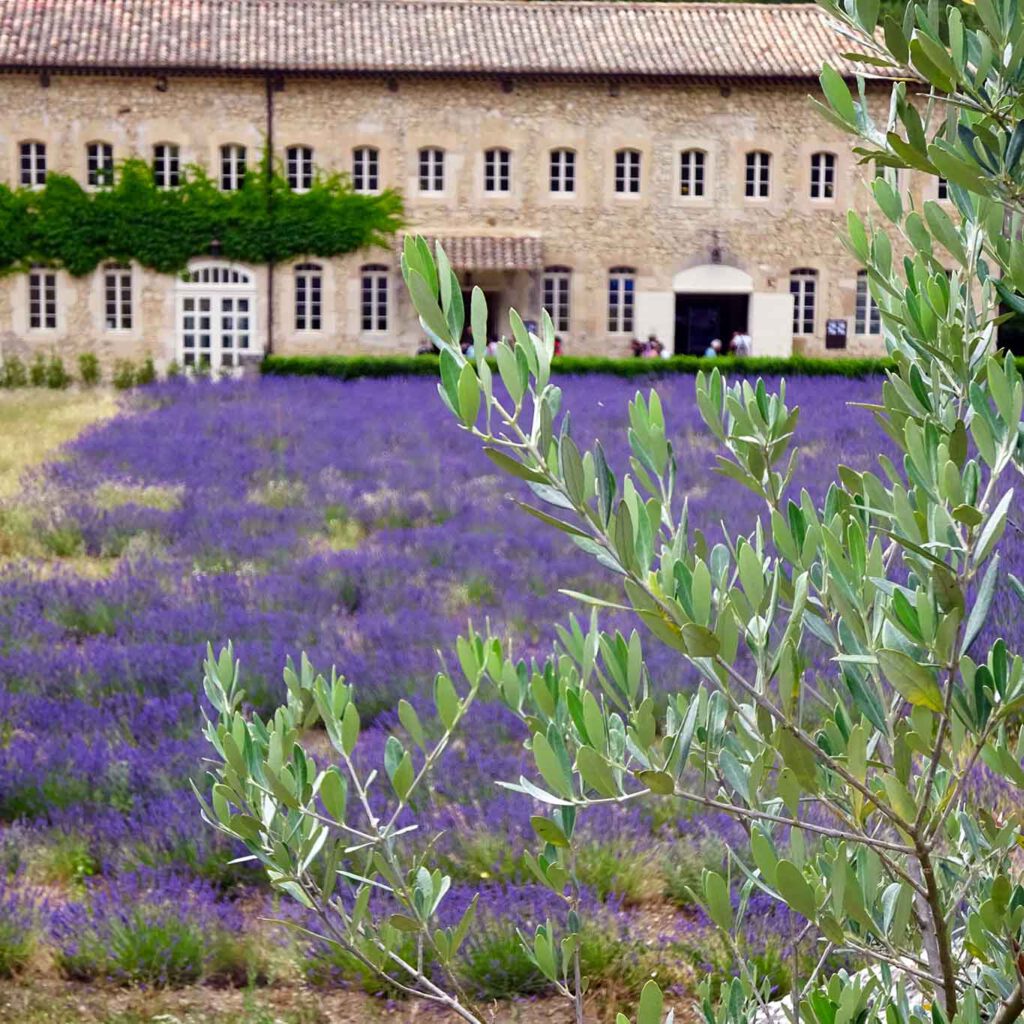 Monastere Senanque die Zisterzienser-Abtei, vorrangig mit dem Anbau von Lavendel in der Provence in Verbindung gebracht wird.