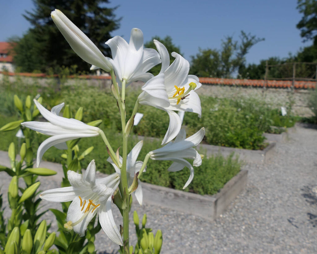 Weisse Lilien in Strabos Garten auf der Klosterinsel Reichenau im Bodensee.