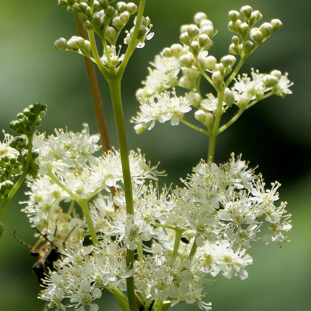 Mädesüss hat trotz seiner unspektakulären Pflanzengestalt herrlich detailreiche Blüten.