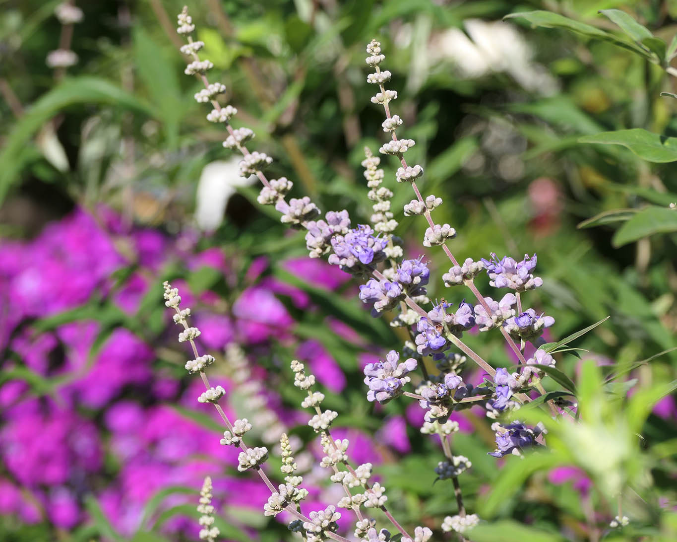 Mönchspfeffer ist eine anerkannte Heilpflanze zur Linderung von Beschwerden in Verbindung mit den Wechseljahren und bei Menstruationsschmerzen.