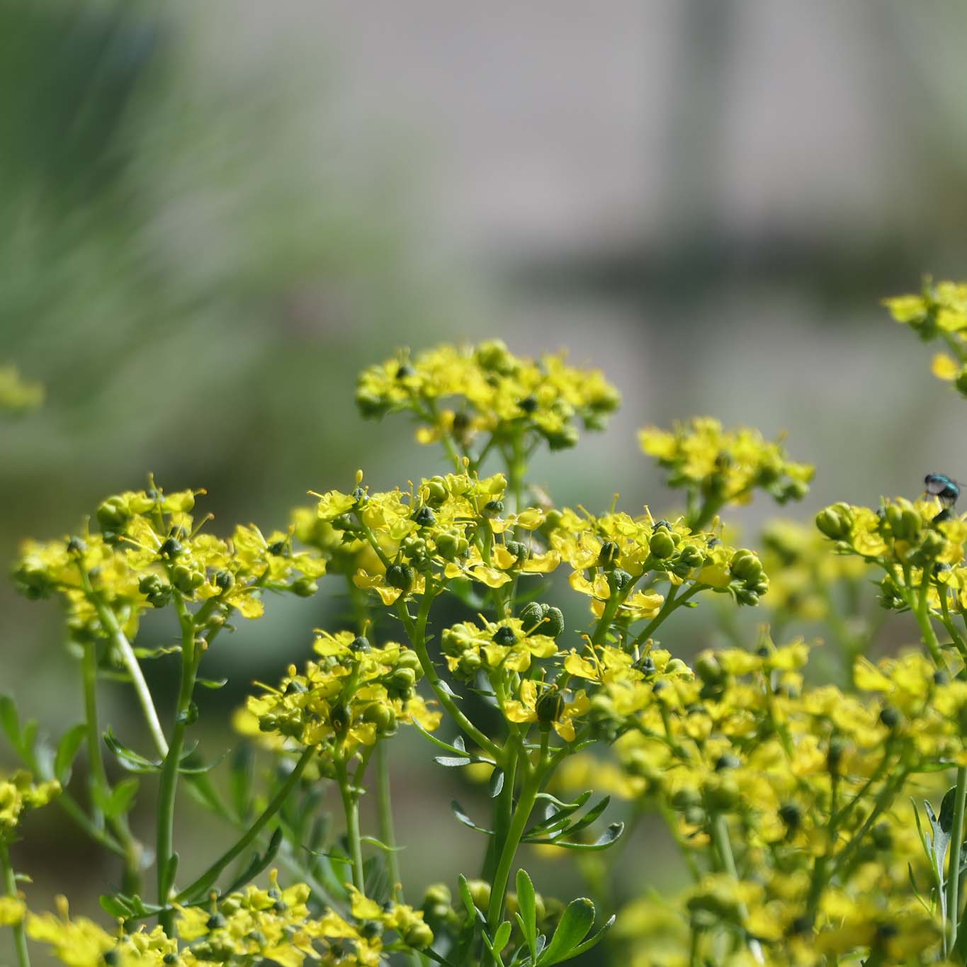 Die gelben Blüten der Rauke im Heilkräutergarten des Klosters Roggenburg.