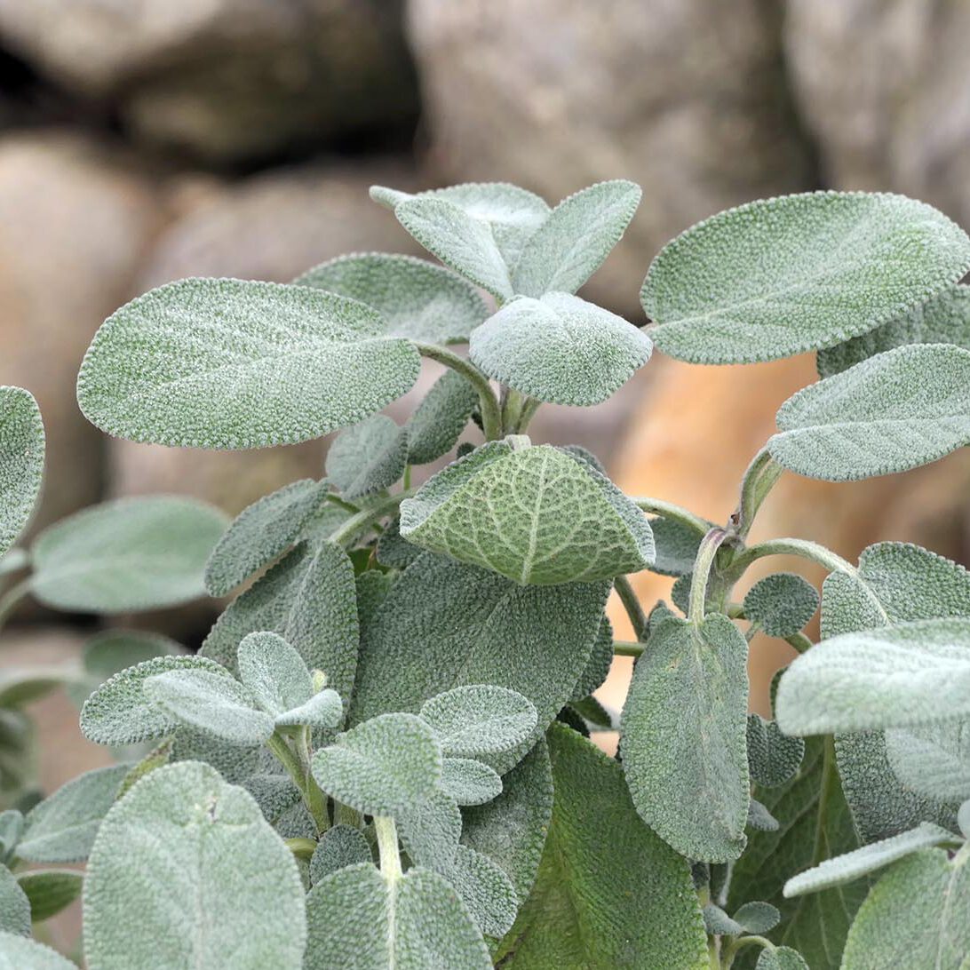 Salbei das alte Heilkraut wurde aus dem Süden nördlich der Alpen in Klostergärten kultiviert.