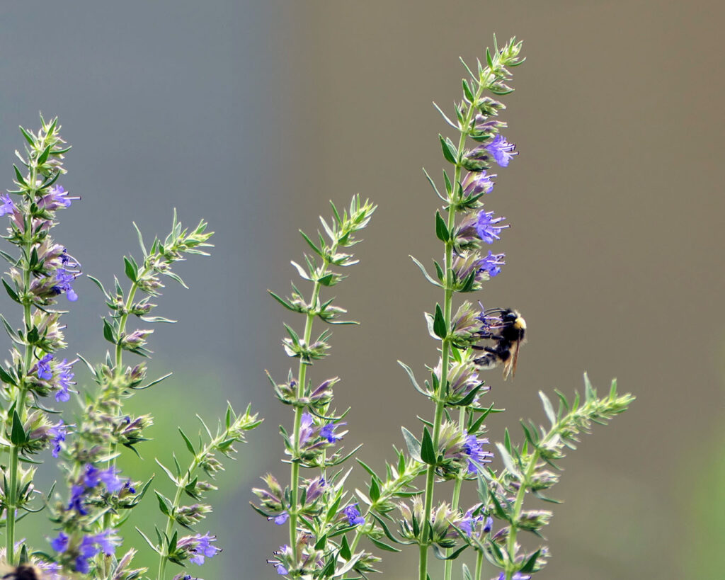 Blühender Ysop mit Hummel am Zweig im Klostergarten Huysburg.
