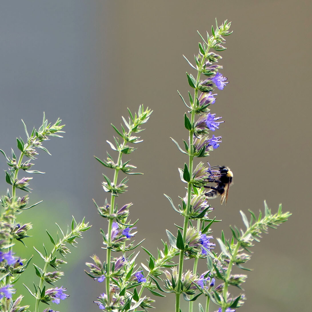 Blühender Ysop mit Hummel am Zweig im Klostergarten Huysburg.