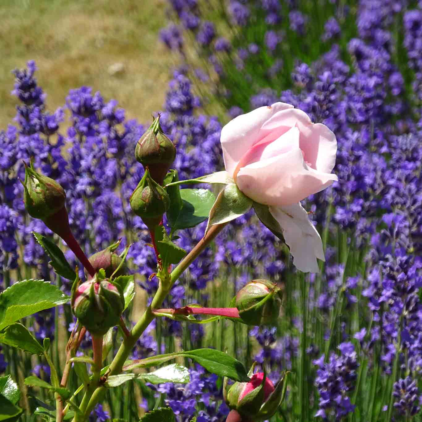 Rosenblüte vor Lavendelbüschen im Garten der Zisterzienser von Marienstatt.